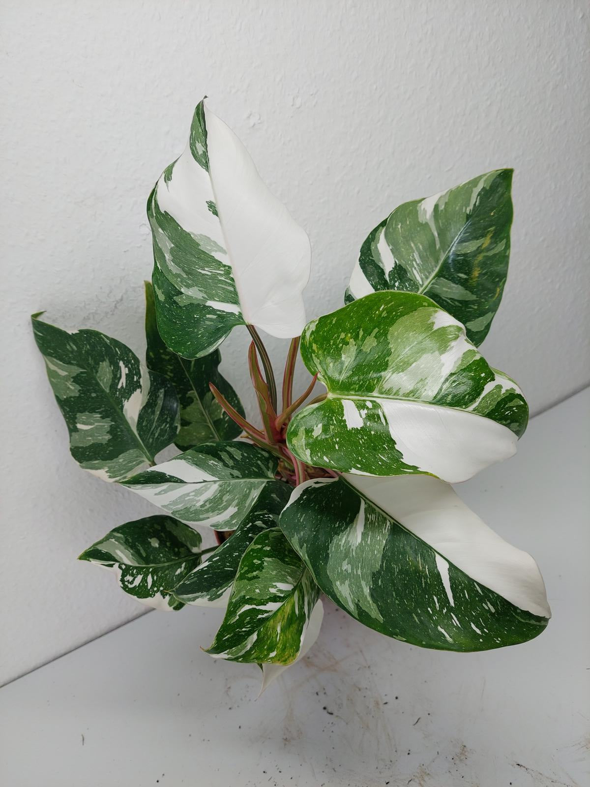 Philodendron White Princess