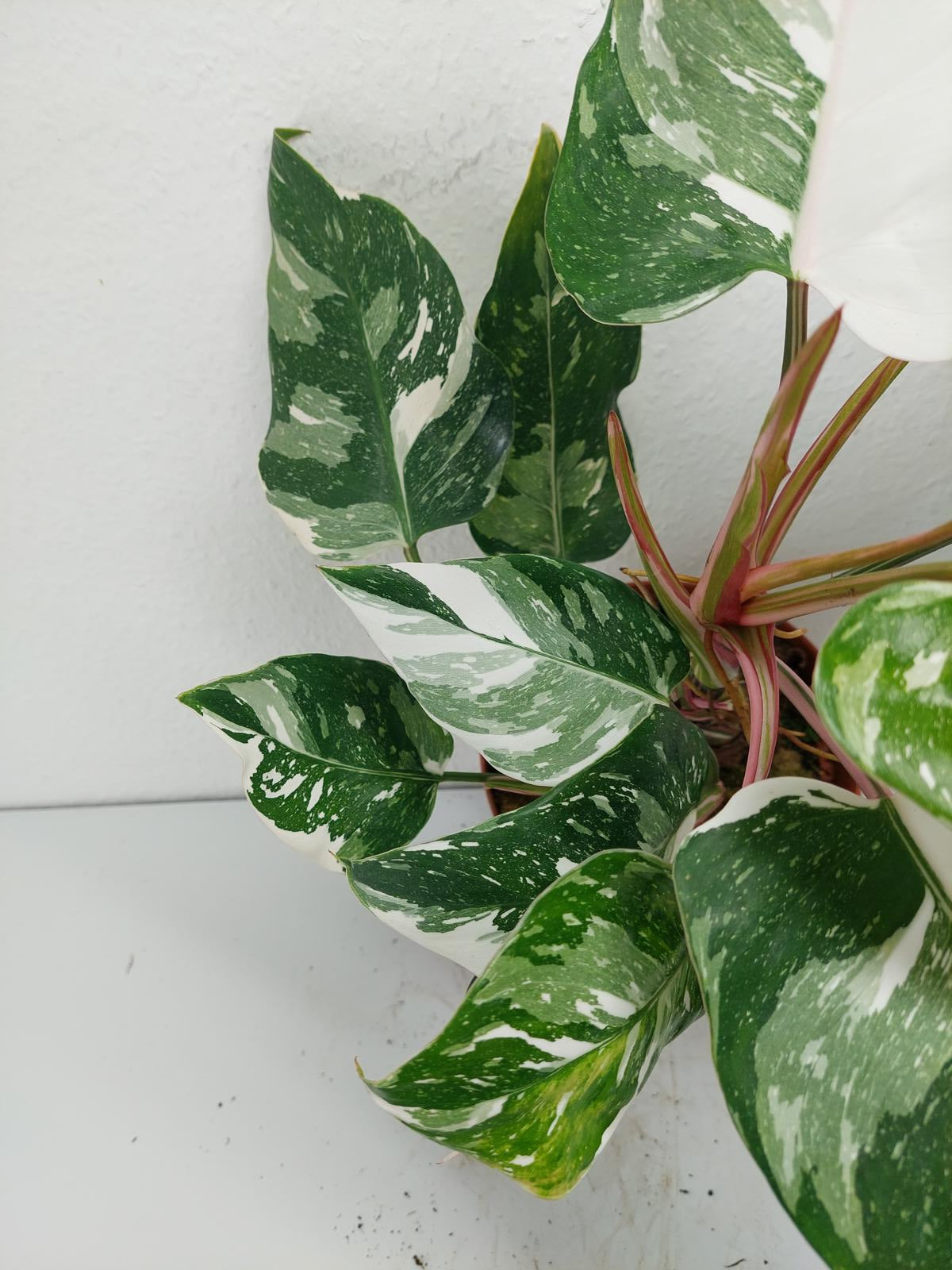Philodendron White Princess