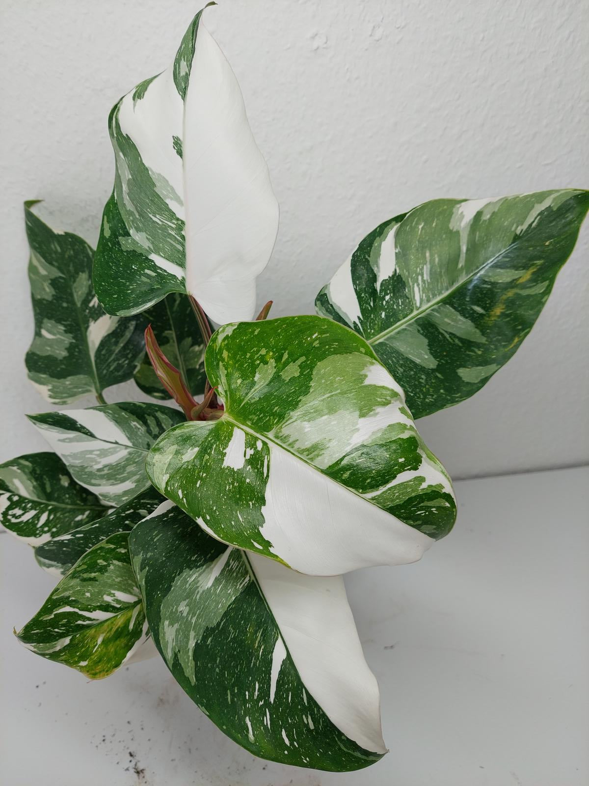 Philodendron White Princess
