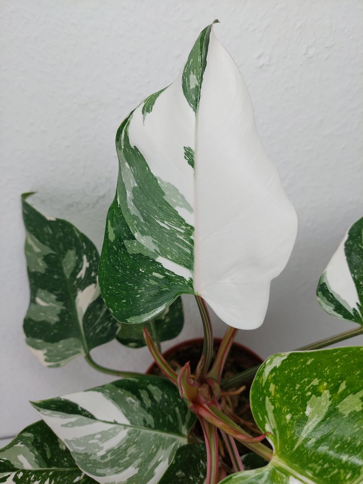 Philodendron White Princess