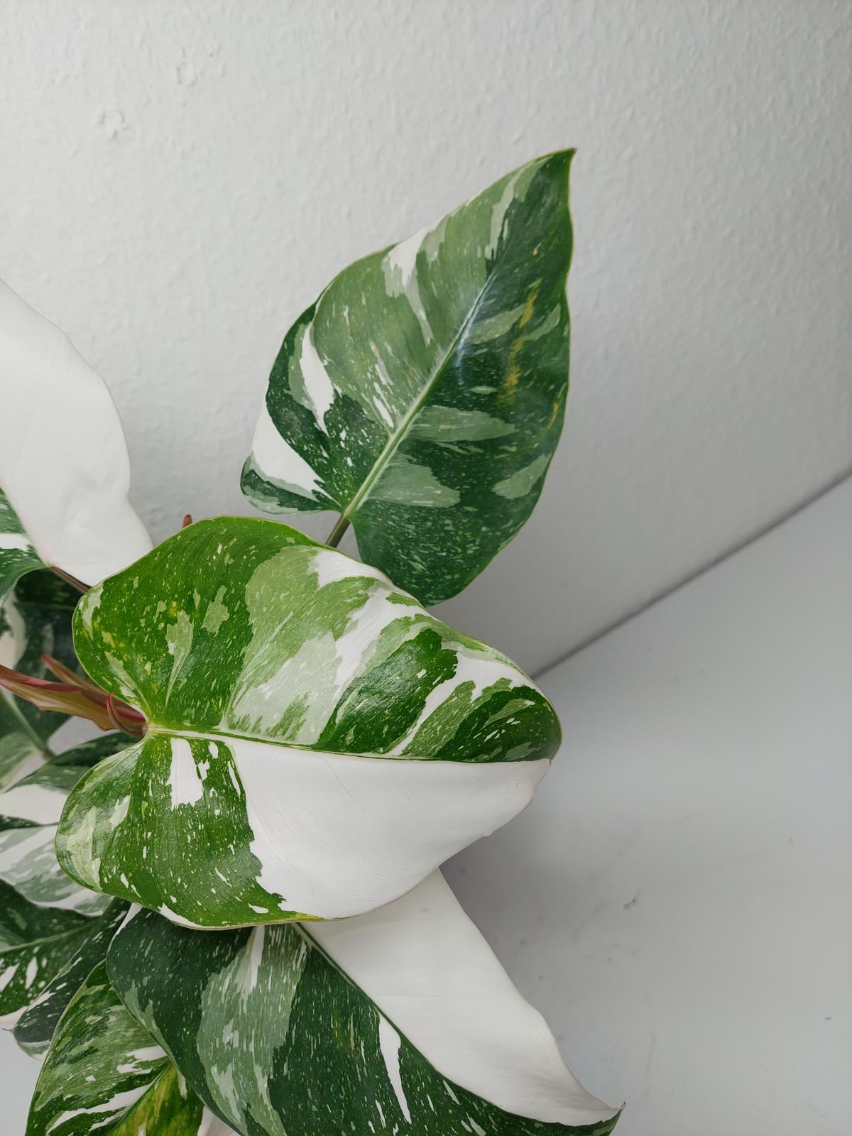 Philodendron White Princess