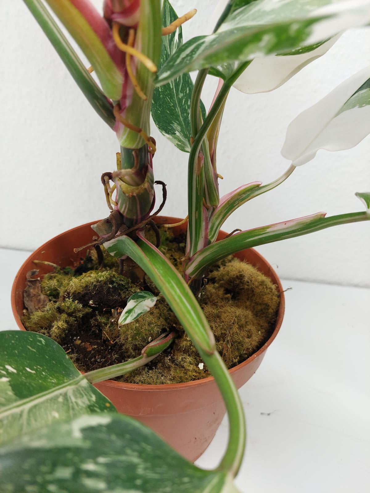 Philodendron White Princess