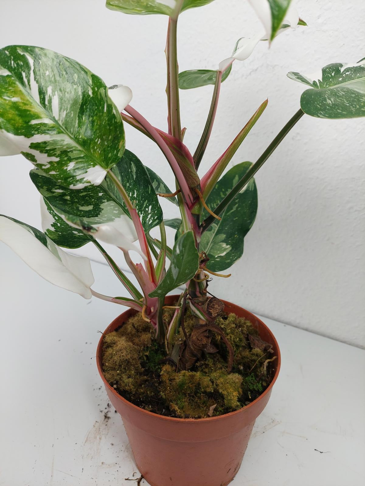 Philodendron White Princess