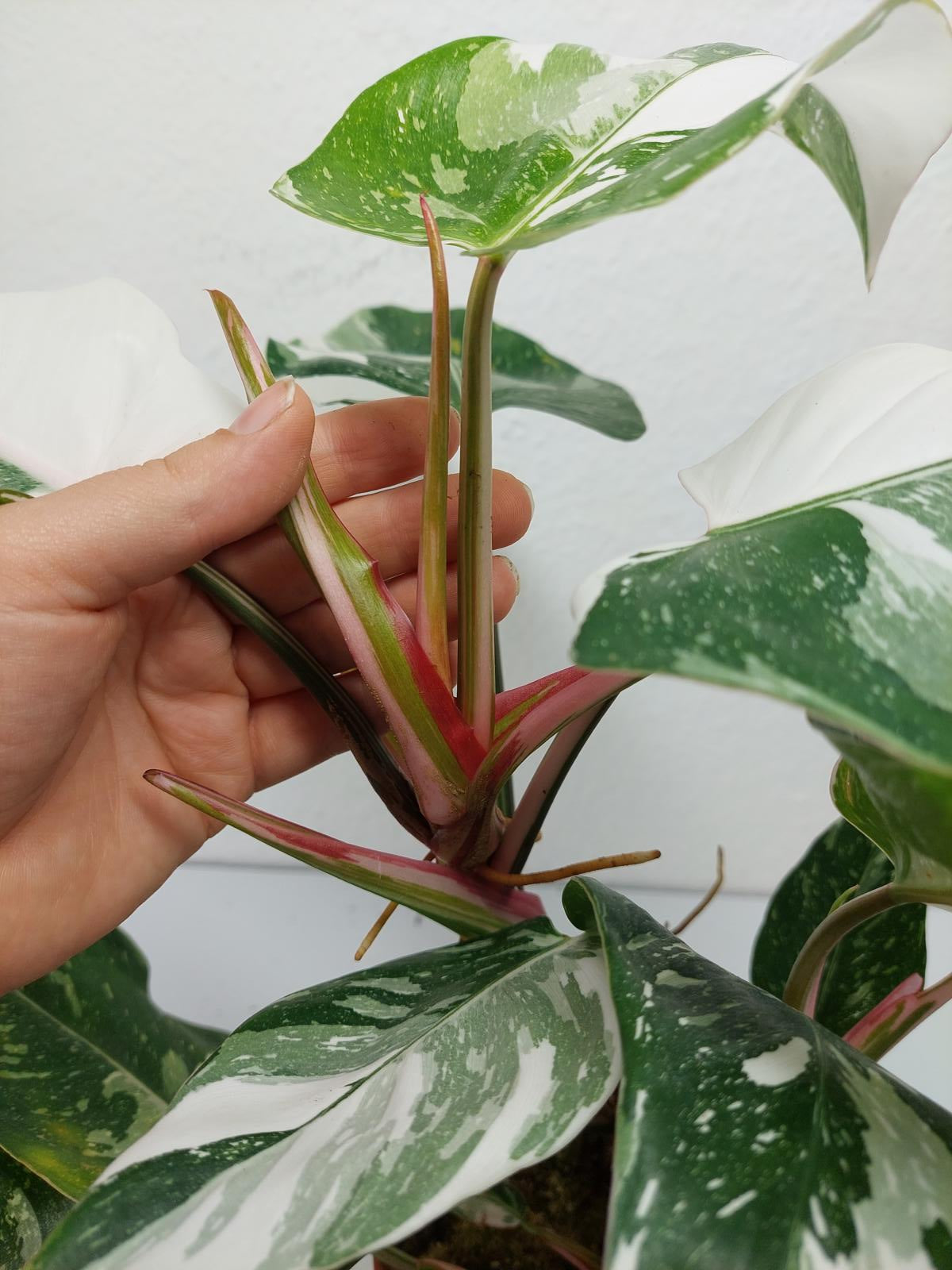 Philodendron White Princess