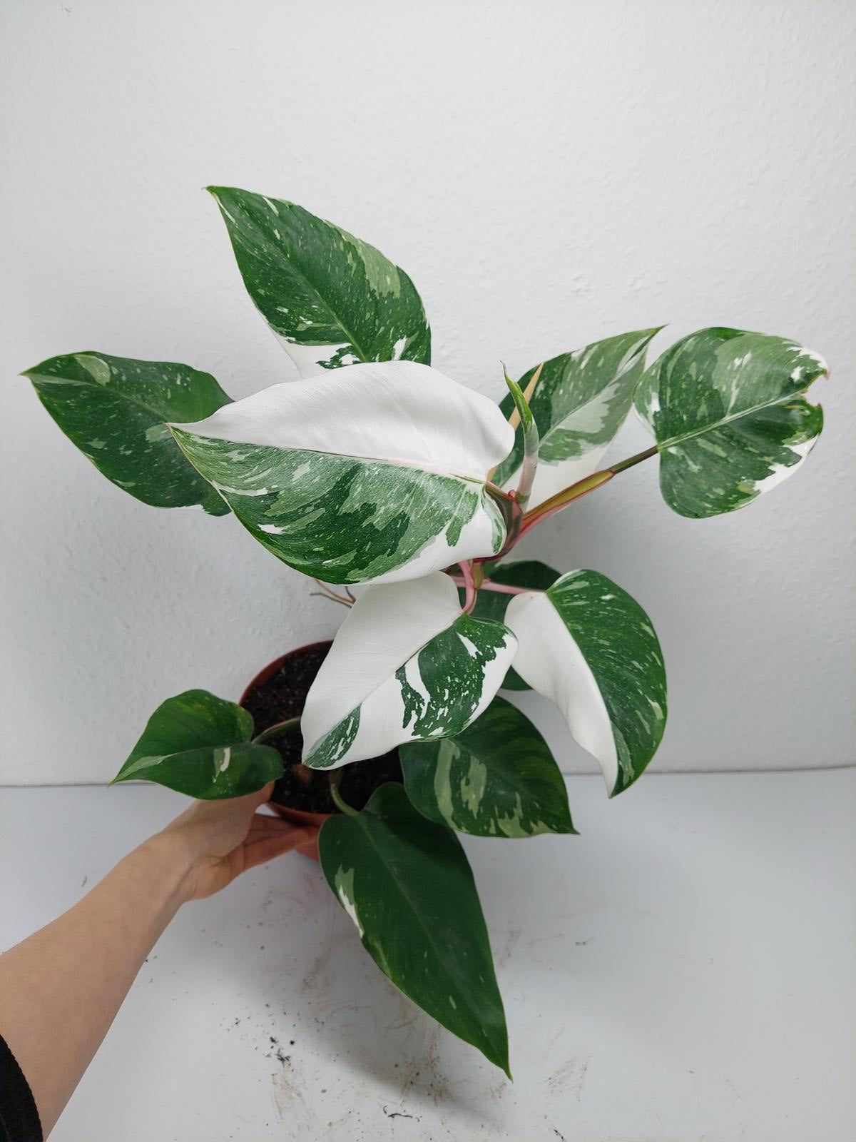 Philodendron White Princess