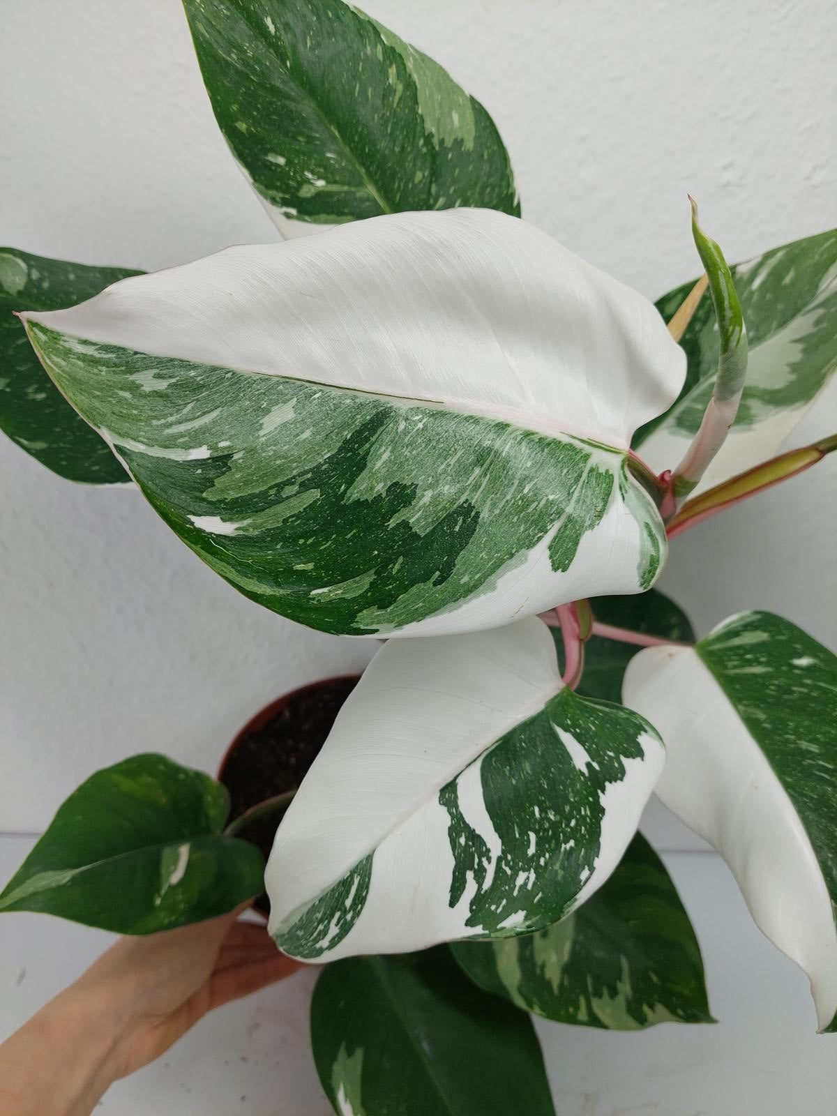Philodendron White Princess