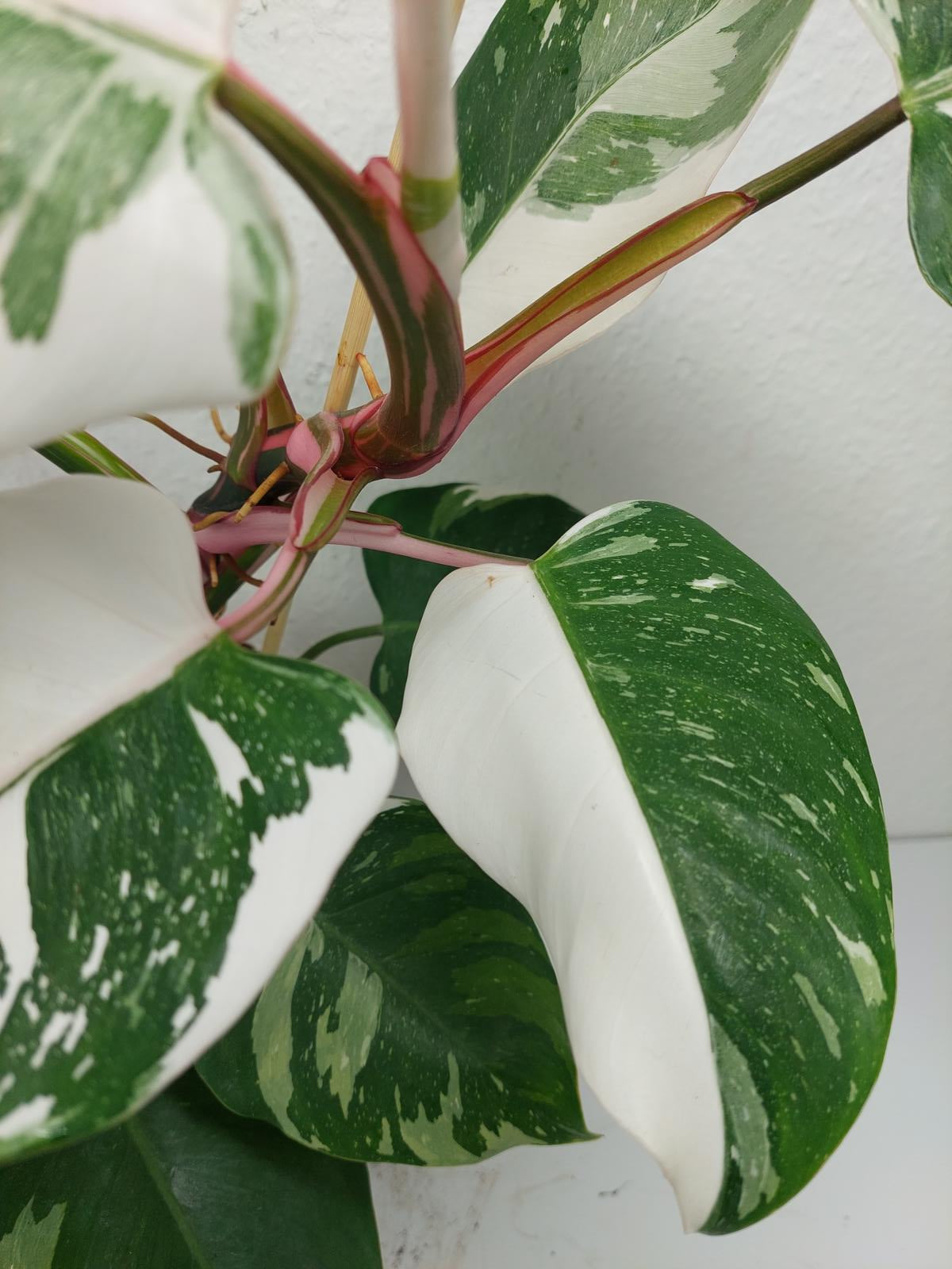 Philodendron White Princess