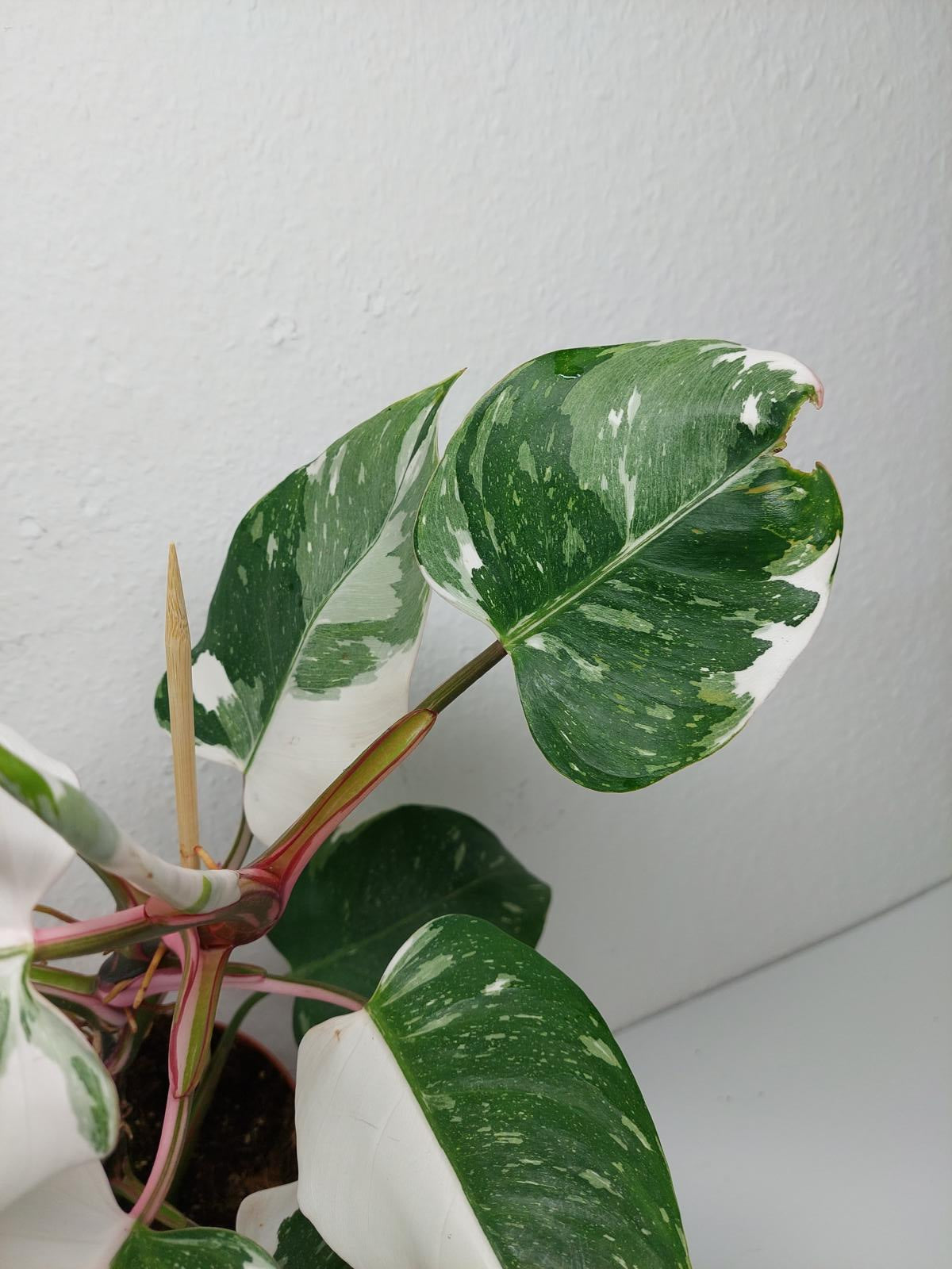 Philodendron White Princess