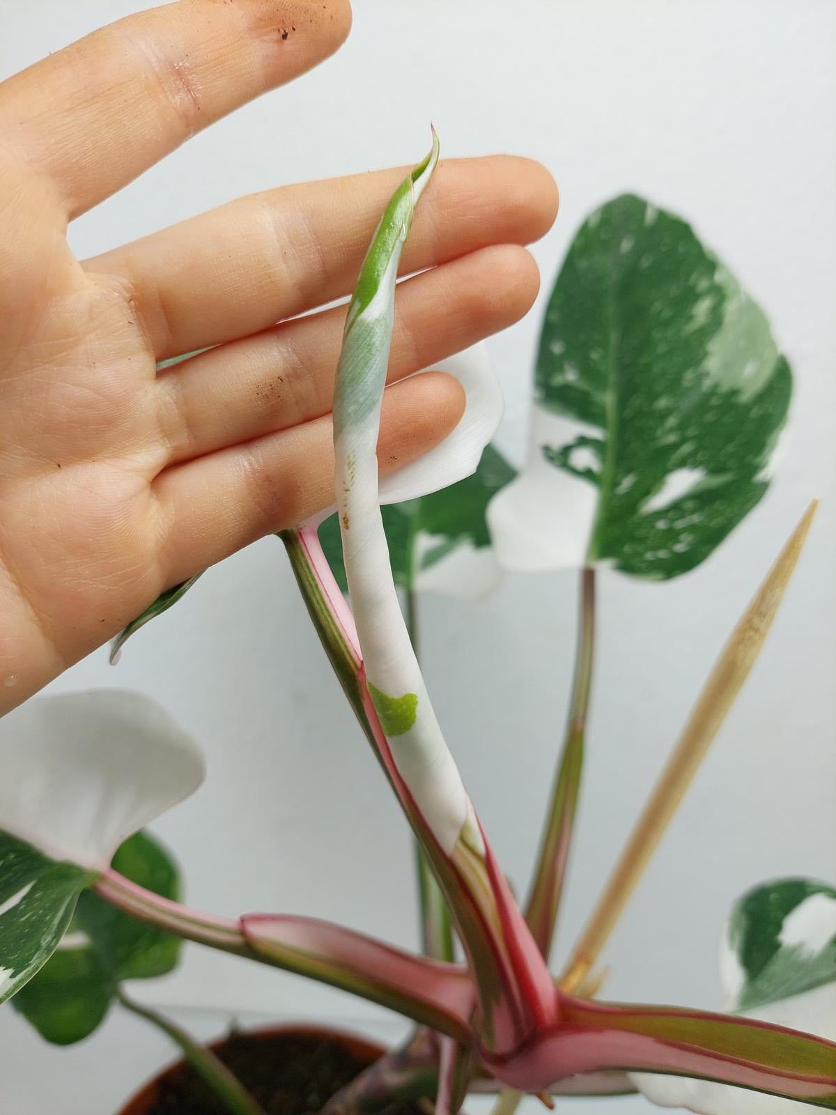 Philodendron White Princess