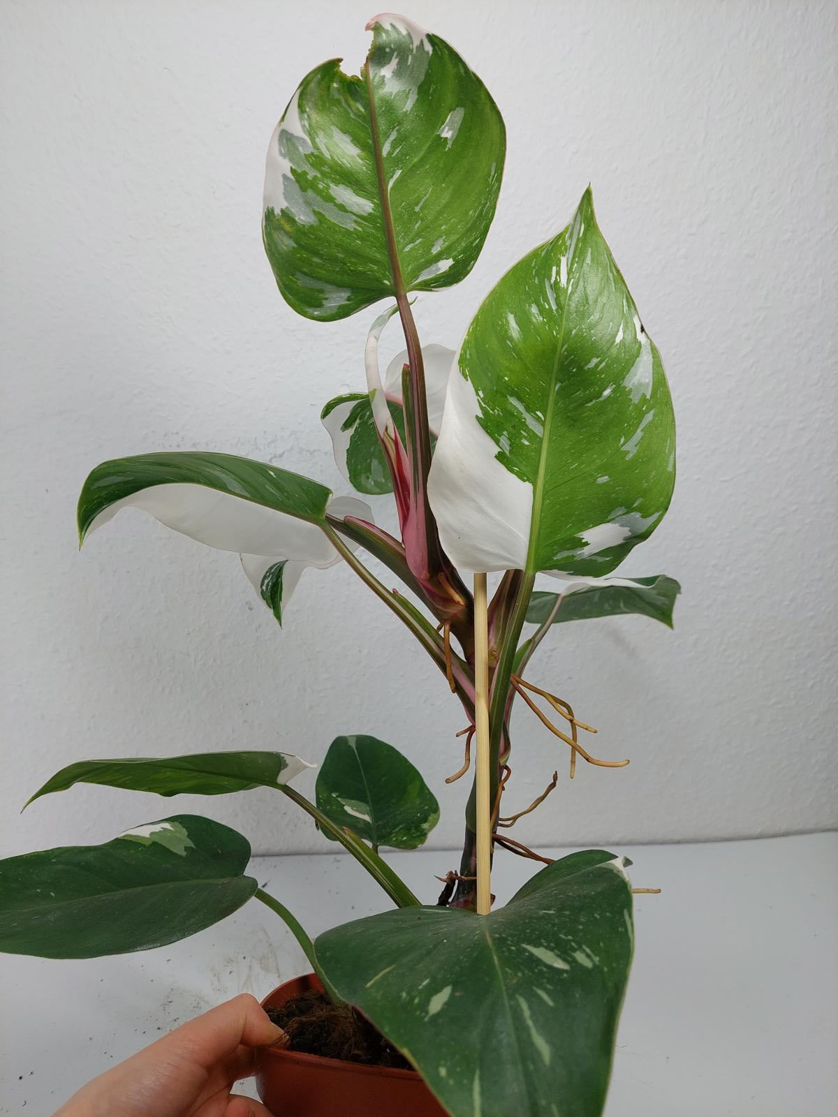 Philodendron White Princess