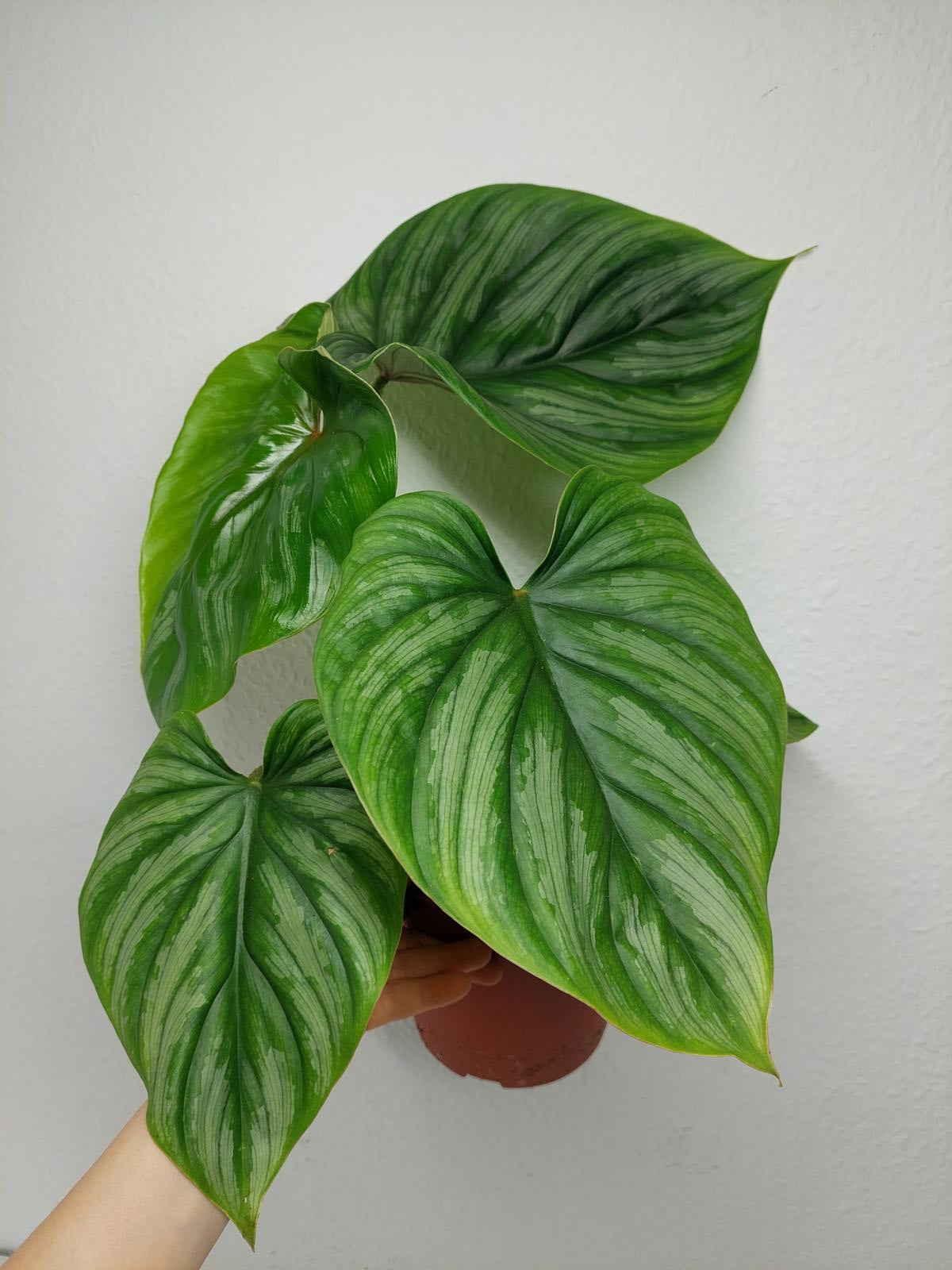 Philodendron Plowmanii