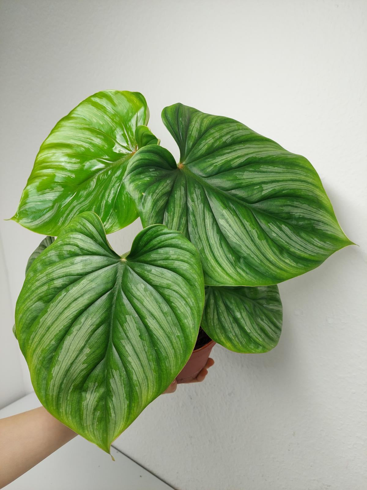 Philodendron Plowmanii