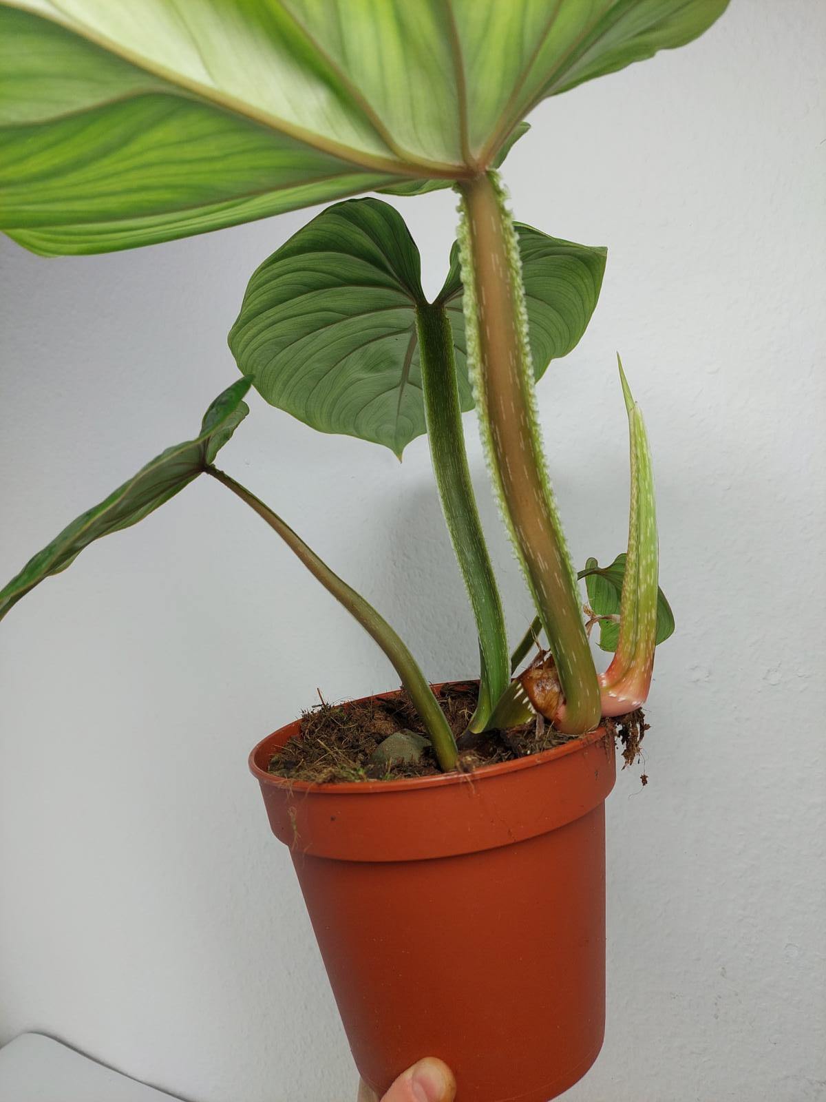 Philodendron Plowmanii