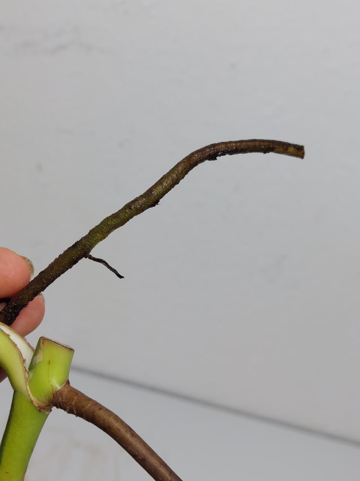 Monstera Aurea Steckling