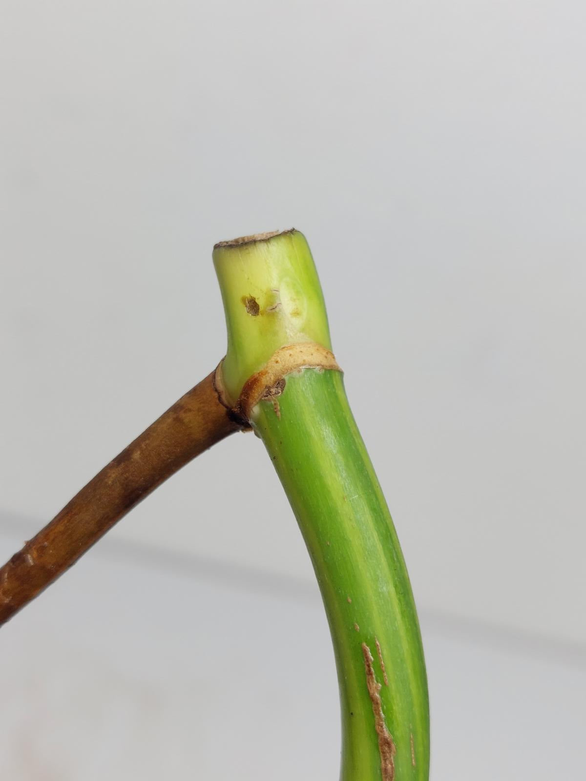 Monstera Aurea Steckling
