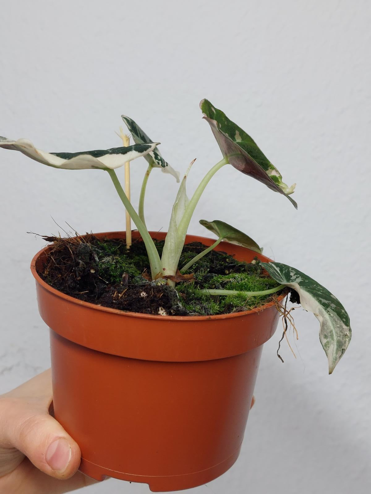 Alocasia Black Velvet Pink Variegata