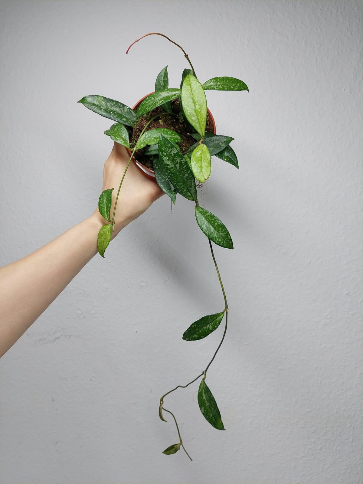 Hoya Crassipetiolata Splash