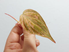 Philodendron Micans Variegata Steckling