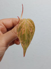 Philodendron Micans Variegata Steckling