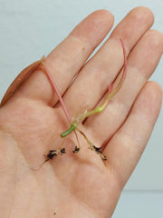 Philodendron Micans Variegata Steckling