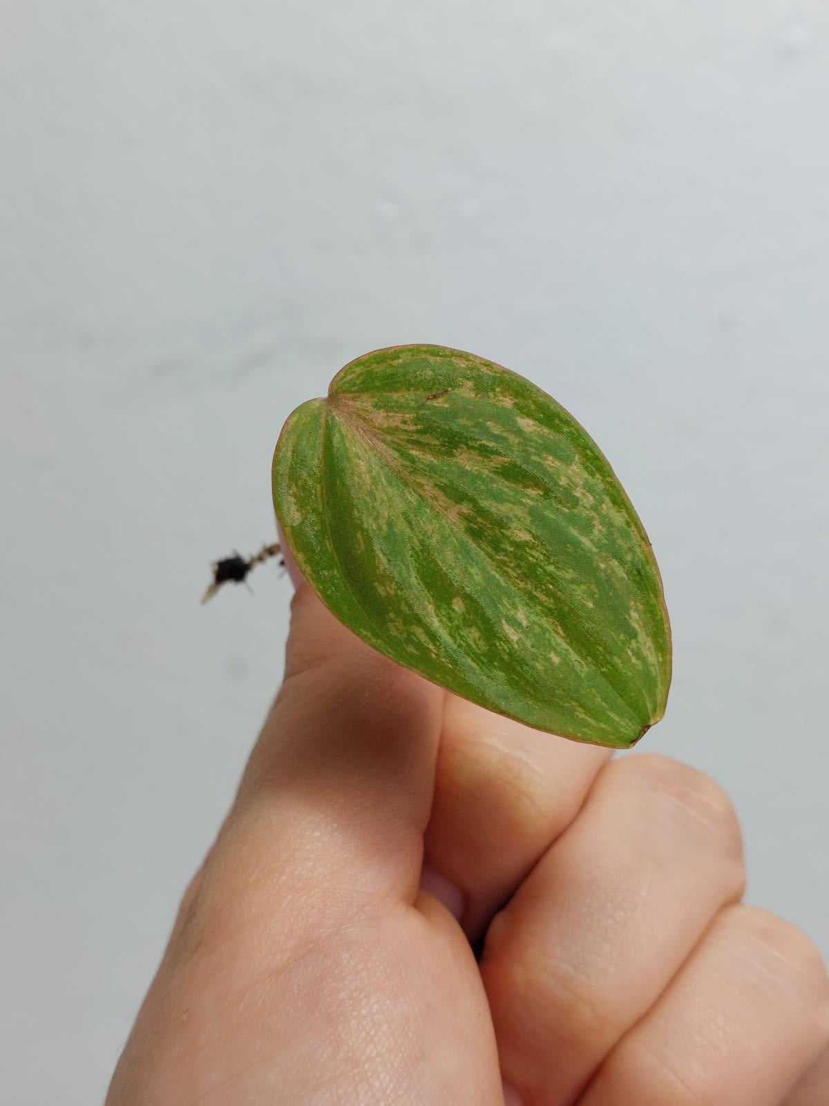 Philodendron Micans Variegata Steckling