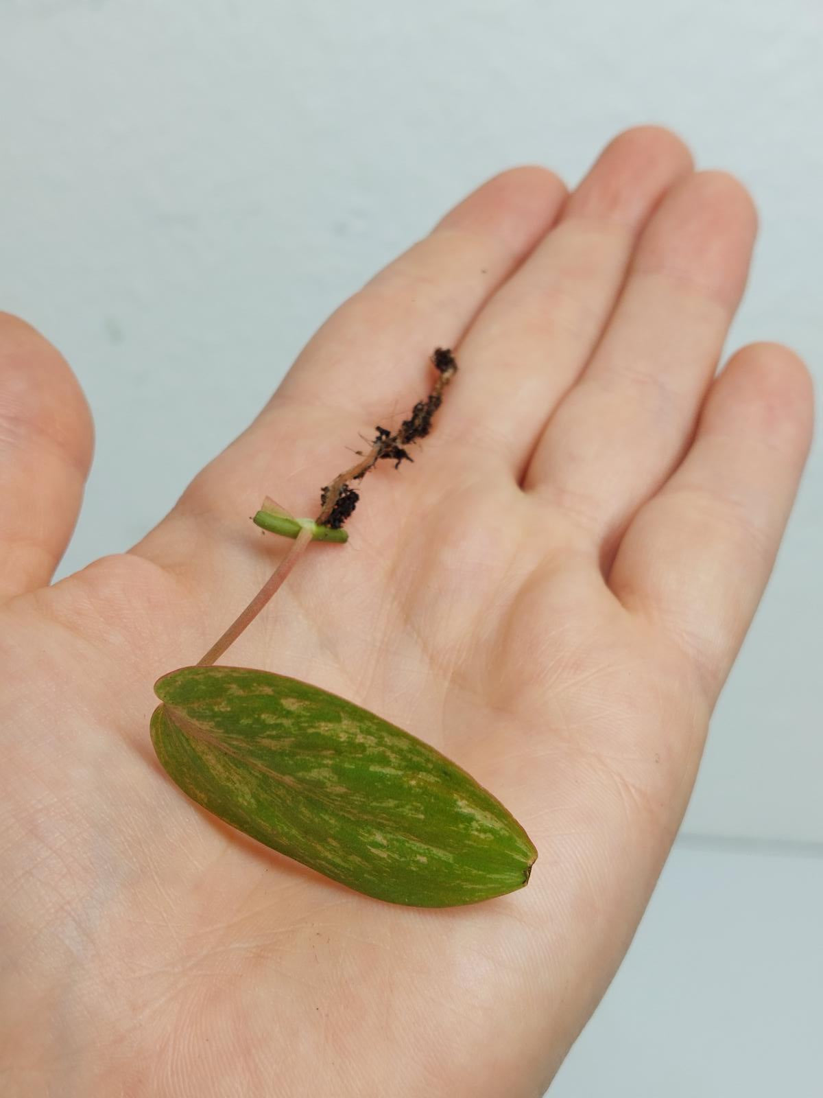 Philodendron Micans Variegata Steckling