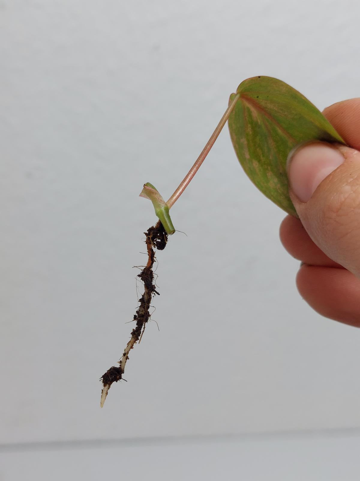Philodendron Micans Variegata Steckling