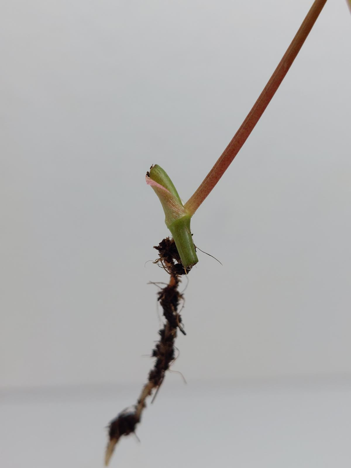 Philodendron Micans Variegata Steckling