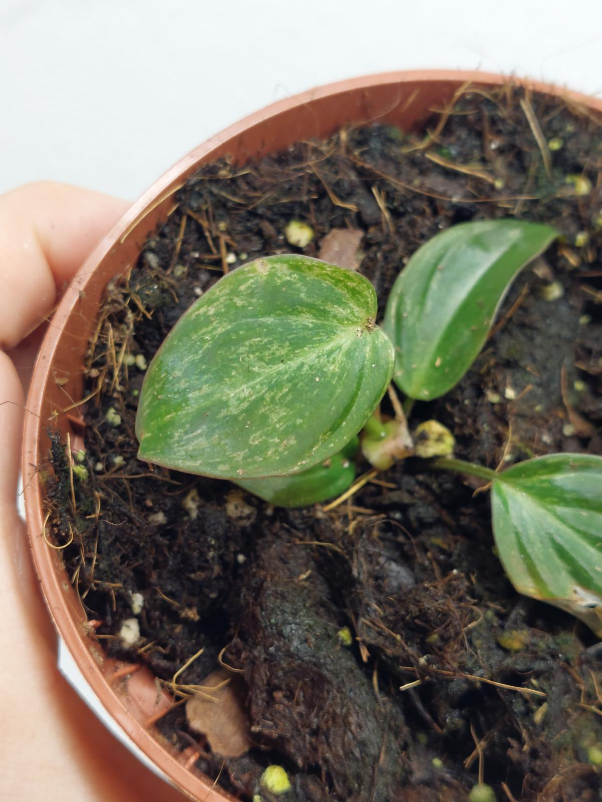 Philodendron Micans Variegata Steckling