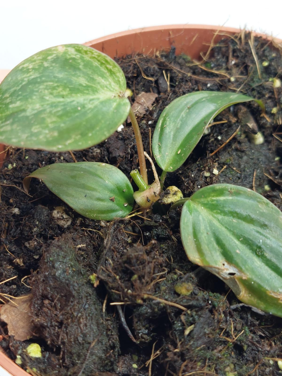 Philodendron Micans Variegata Steckling