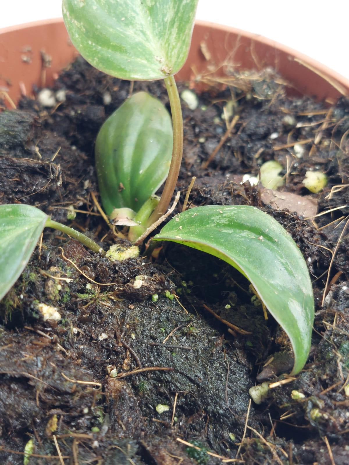 Philodendron Micans Variegata Steckling