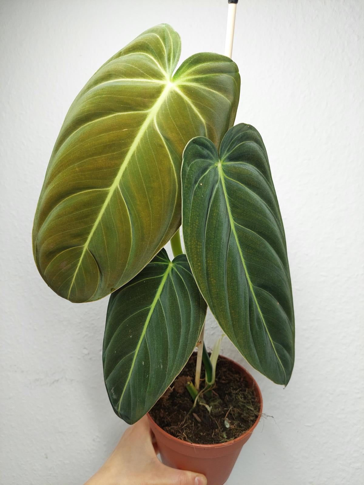 Philodendron Melanochrysum