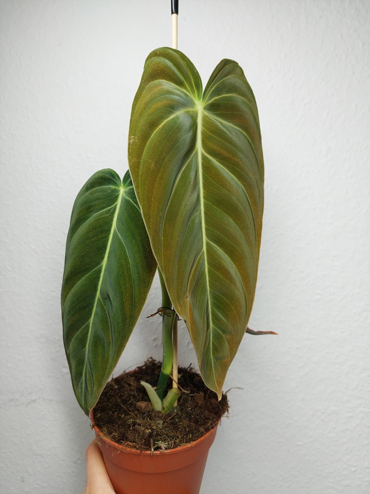 Philodendron Melanochrysum