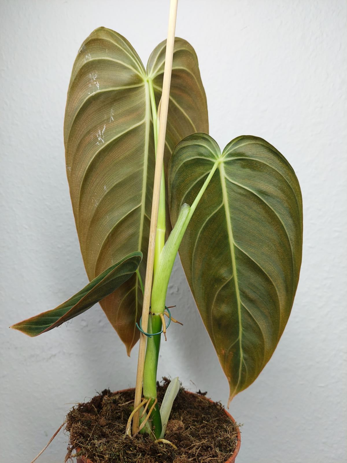 Philodendron Melanochrysum