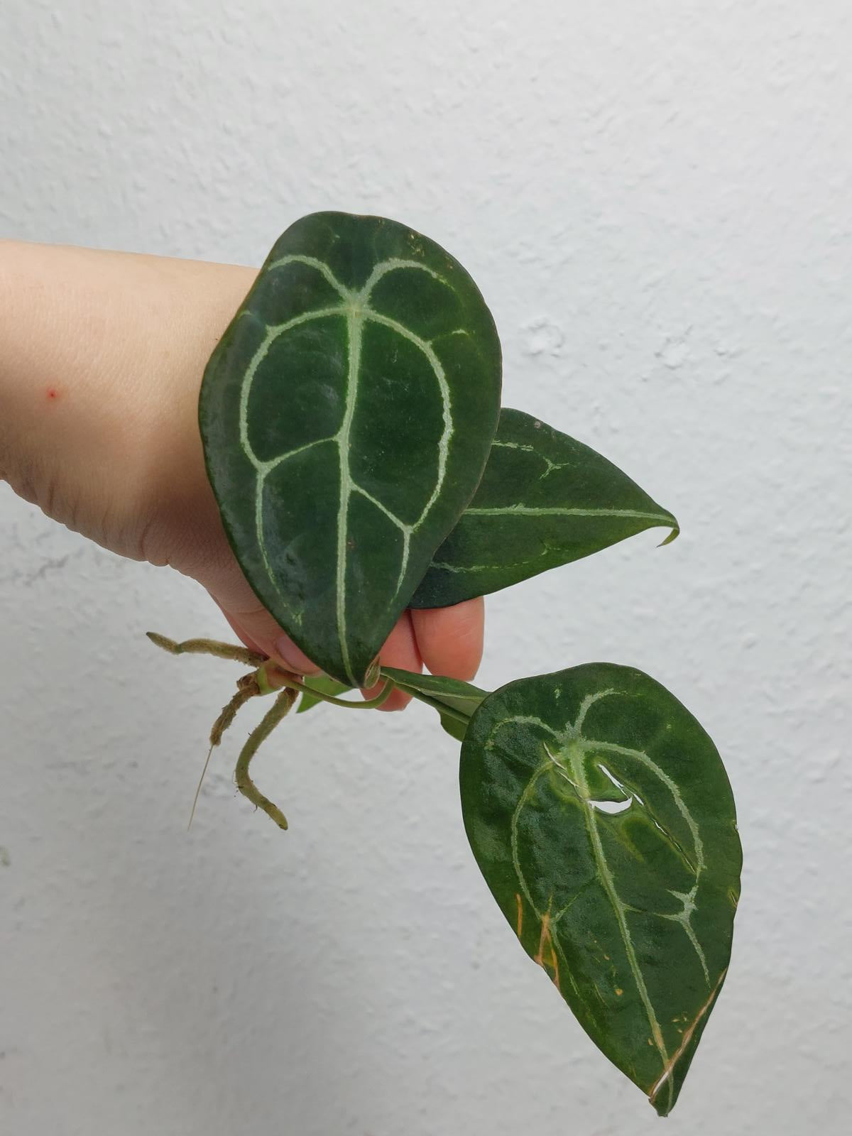 Anthurium Forgetii Silver Steckling