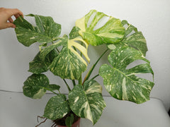Monstera Thai Constellation Crème Brûlée
