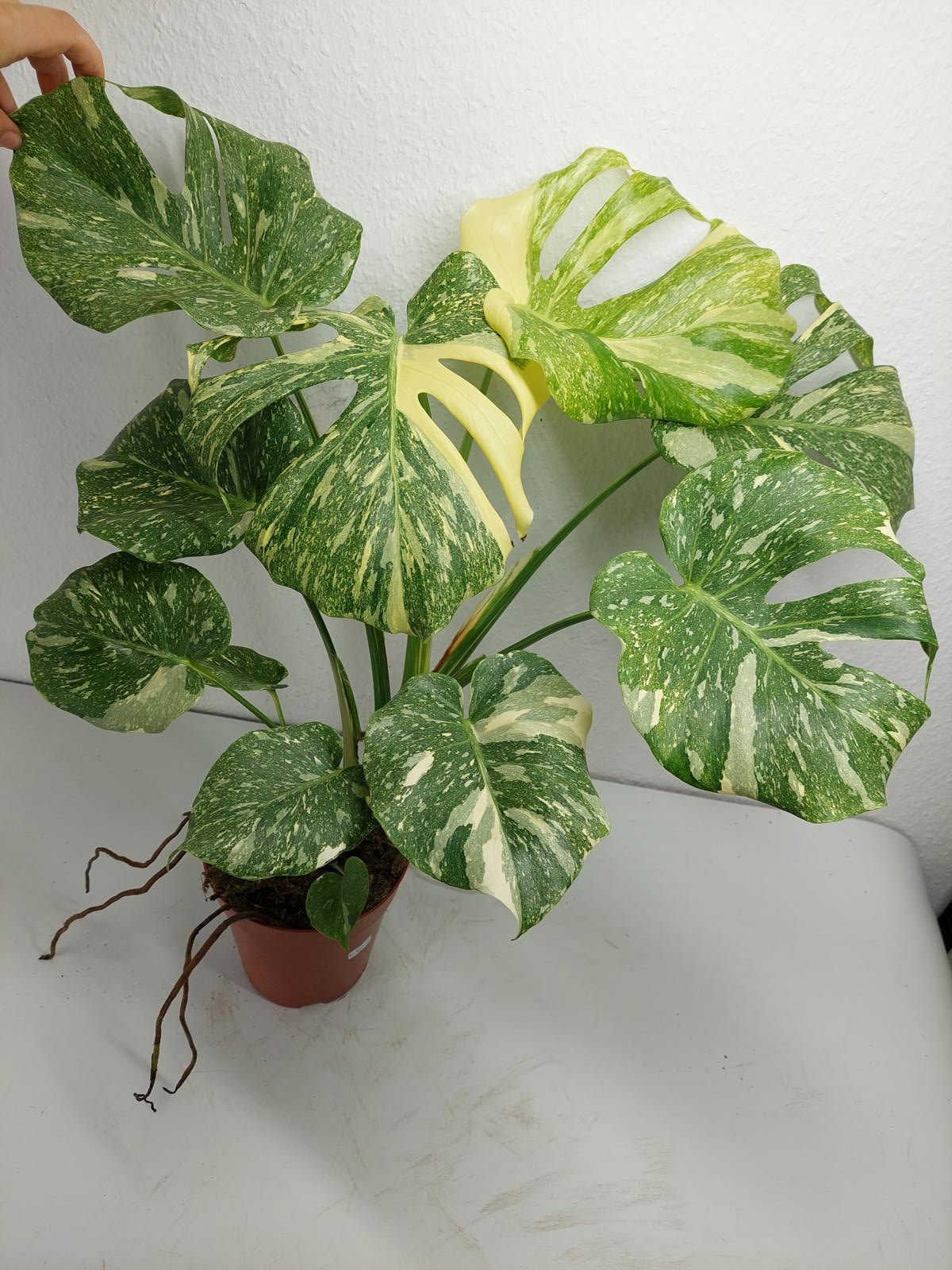 Monstera Thai Constellation Crème Brûlée