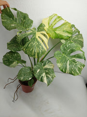 Monstera Thai Constellation Crème Brûlée