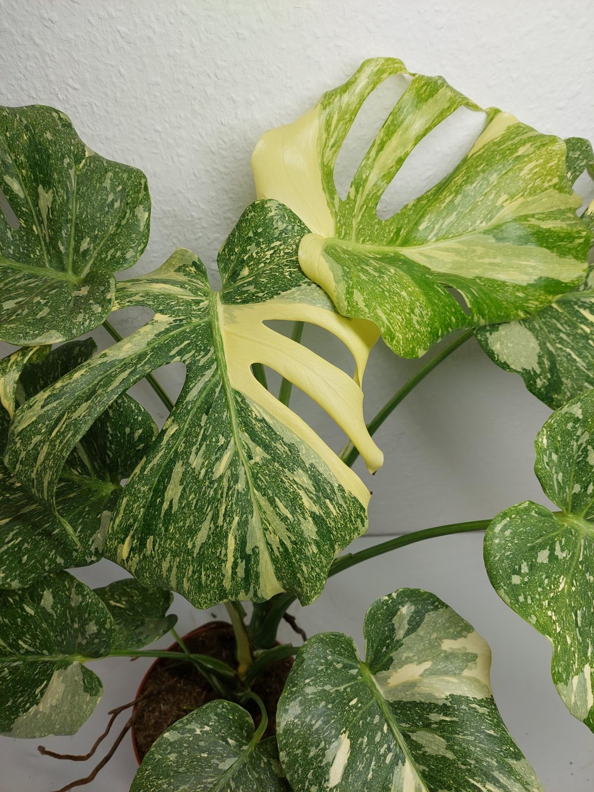Monstera Thai Constellation Crème Brûlée
