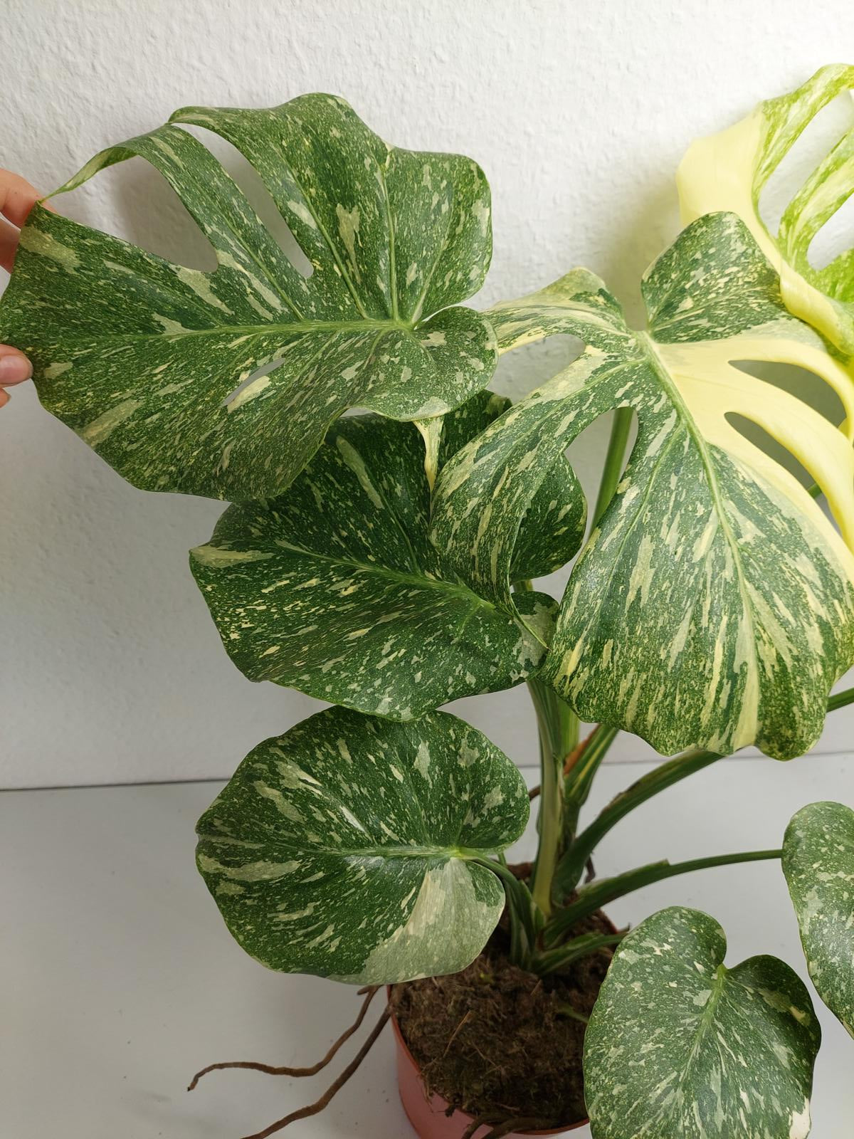 Monstera Thai Constellation Crème Brûlée