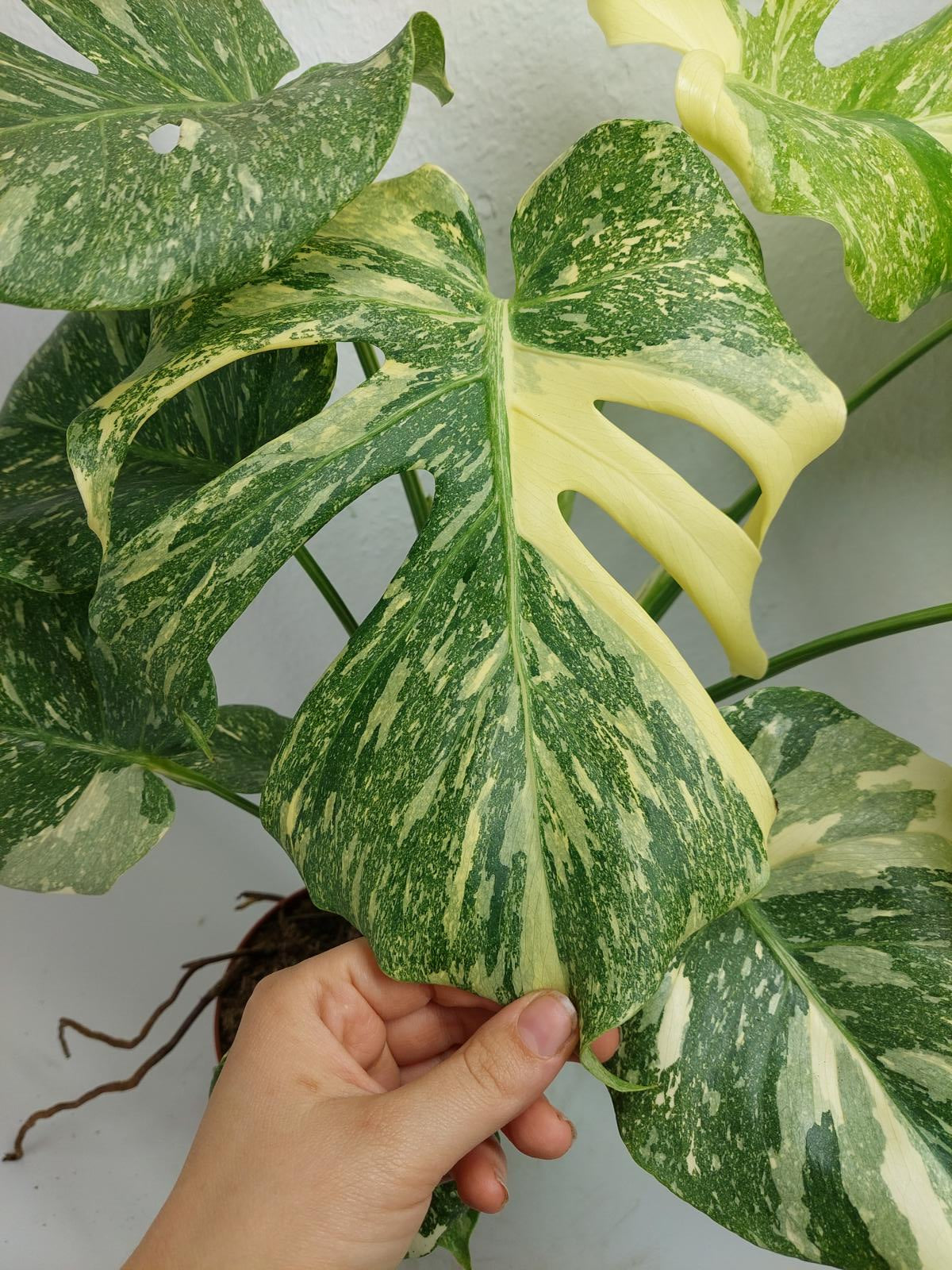 Monstera Thai Constellation Crème Brûlée