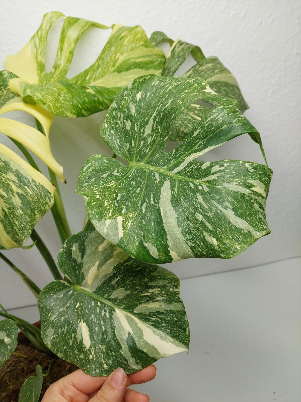Monstera Thai Constellation Crème Brûlée