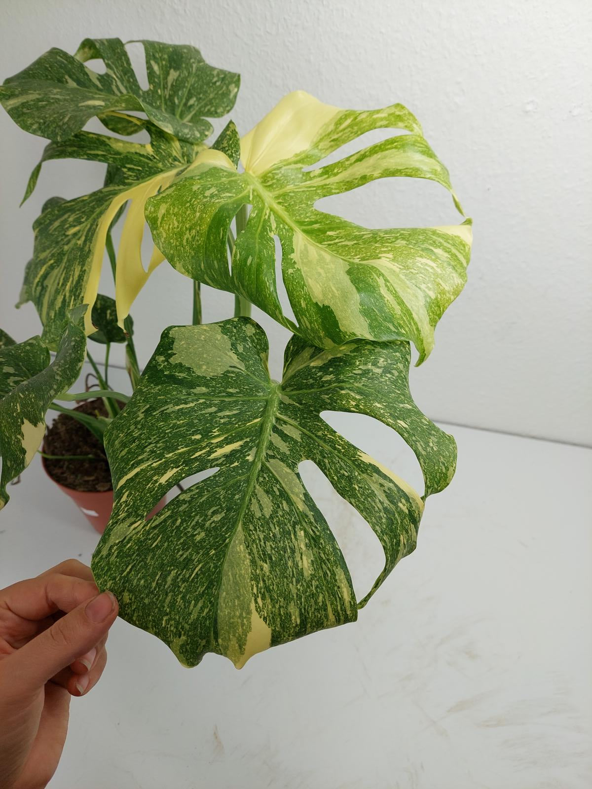 Monstera Thai Constellation Crème Brûlée