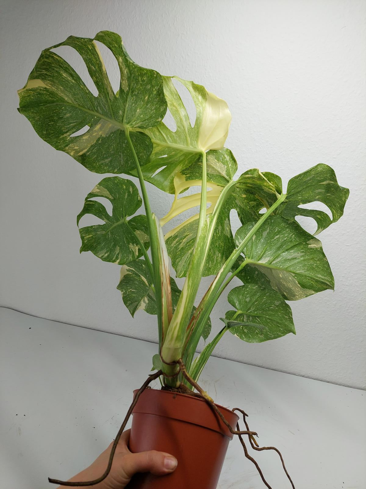 Monstera Thai Constellation Crème Brûlée