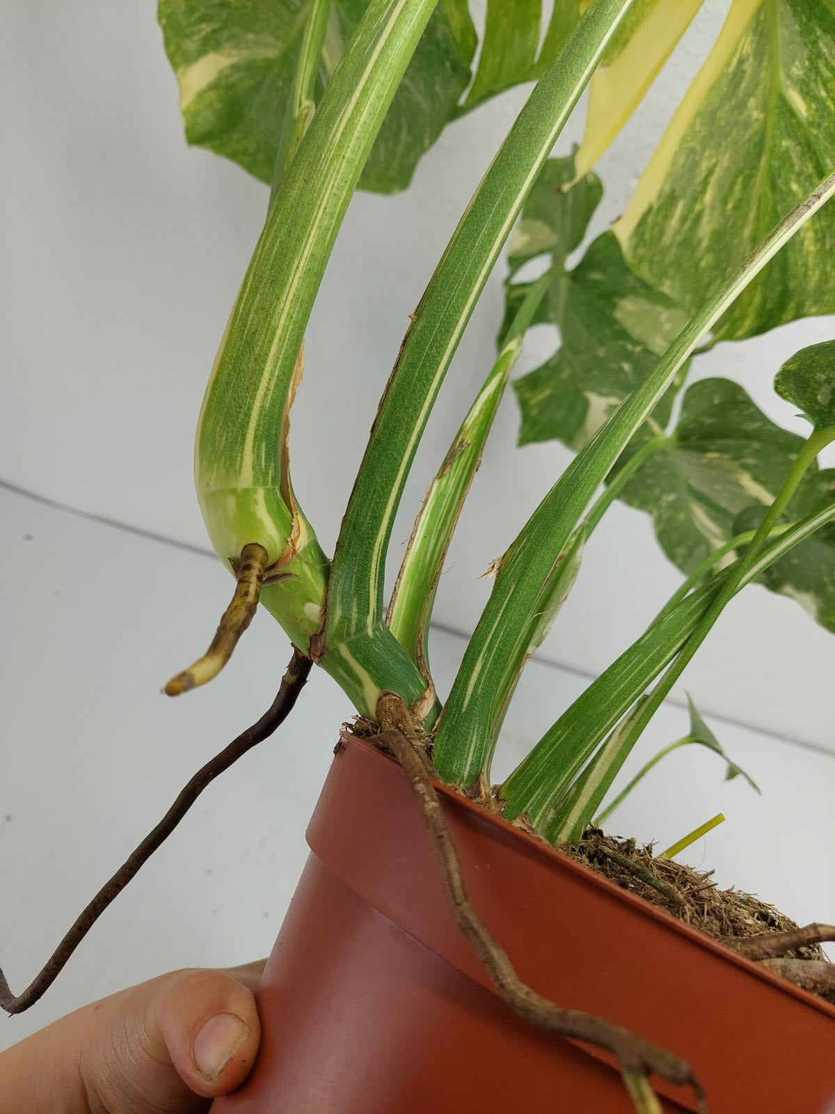 Monstera Thai Constellation Crème Brûlée