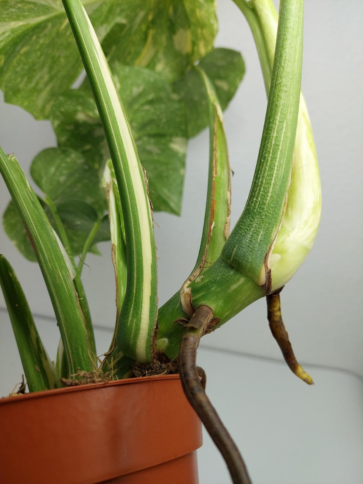Monstera Thai Constellation Crème Brûlée