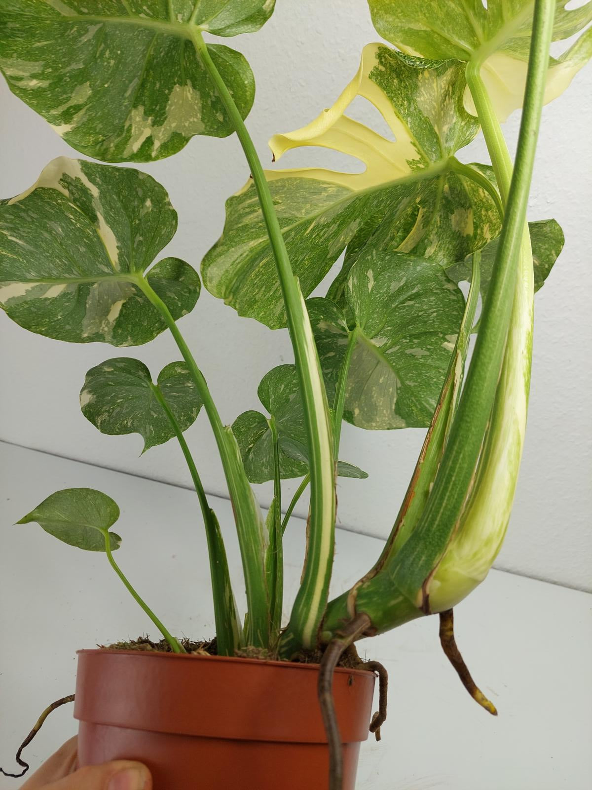Monstera Thai Constellation Crème Brûlée