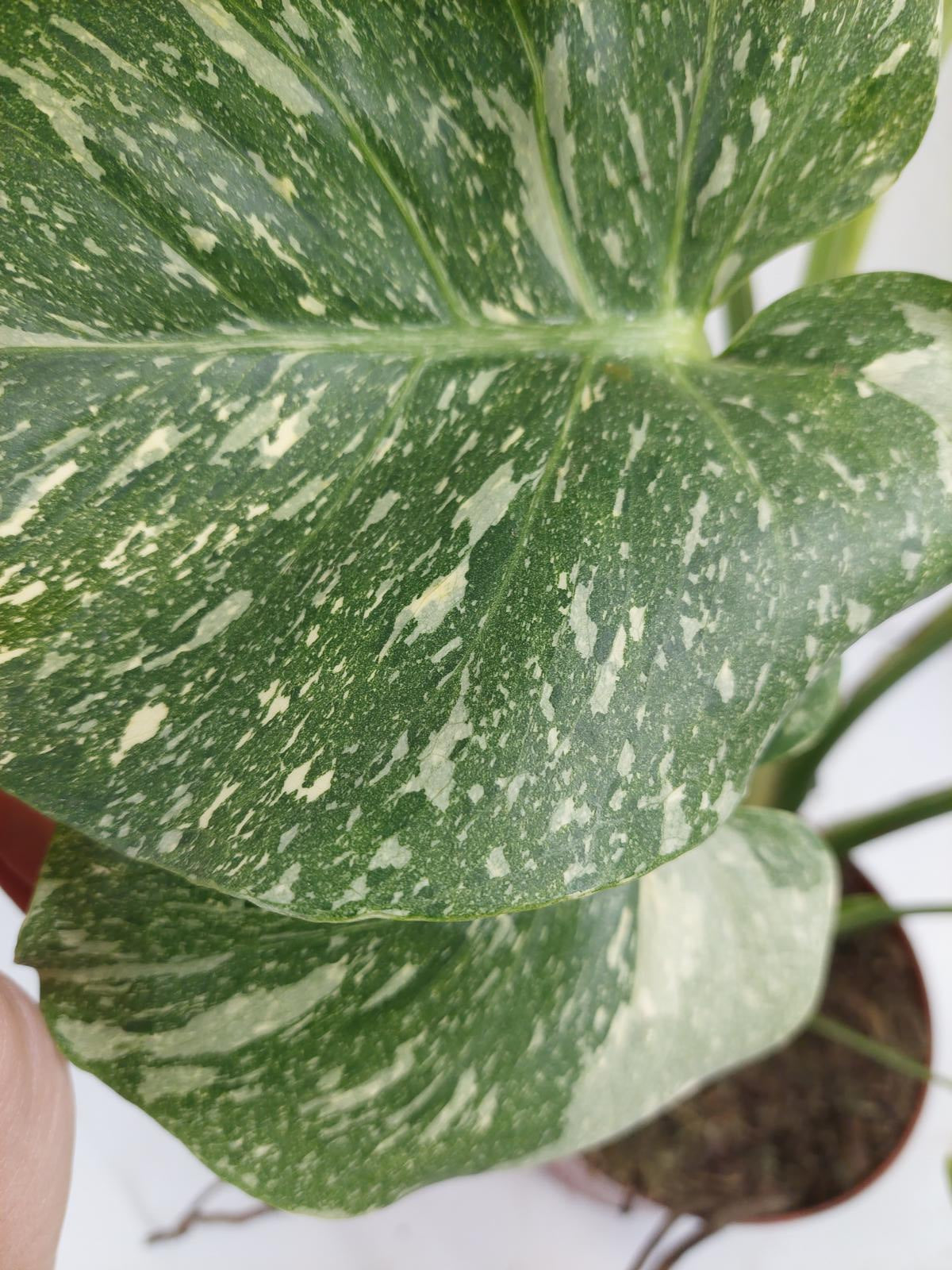 Monstera Thai Constellation Crème Brûlée