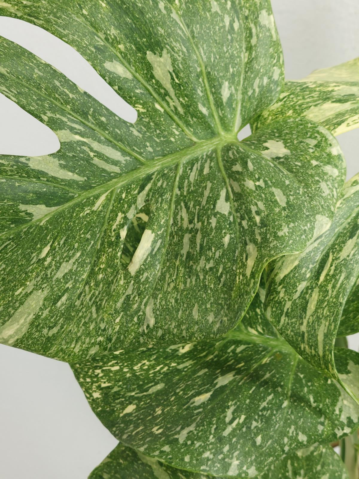 Monstera Thai Constellation Crème Brûlée
