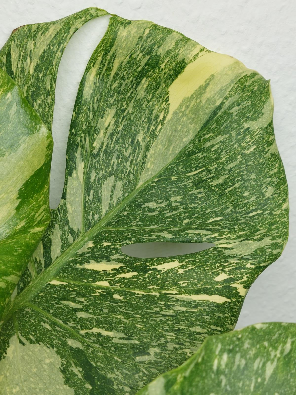 Monstera Thai Constellation Crème Brûlée